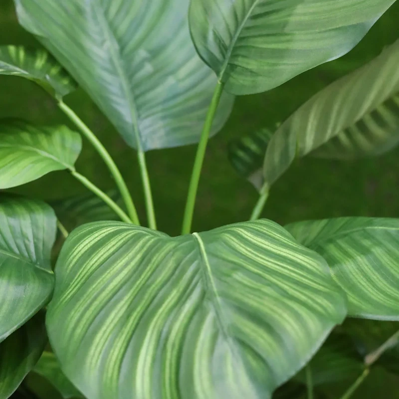 Calatea fasciata kunstplant